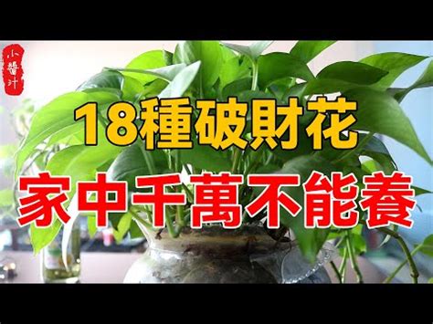 萬年青風水|萬年青風水：為你的生活注入無盡的活力與財氣 – 植物盆栽綠寶典